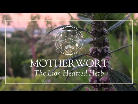 Wideo: Motherwort pięciopłatkowy: opis botaniczny, zdjęcie, zastosowanie