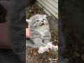 Cute angry kitten 