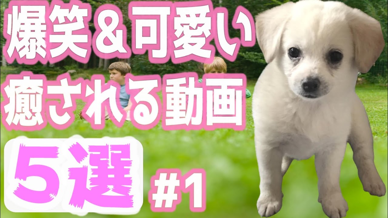 5選 柴犬 チワワ ミックス犬 癒し動画 可愛い 面白い ミックス犬 柴チワ Youtube