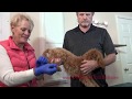 A. I. Artificial Insemination for Dogs. Version 2.0