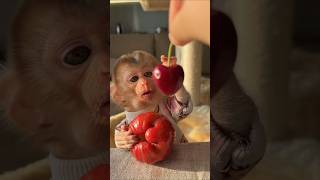 "A smart and adorable little monkey?" #fyp #foryou #animals #cute