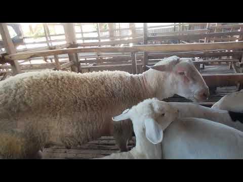Proses perkawinan domba lokal dengan pejantan crosing - YouTube