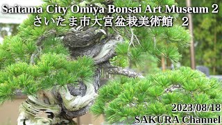 【Saitama City Omiya Bonsai Art Museum２】 (4k) さいたま市大宮盆栽美術館 ２bonsai