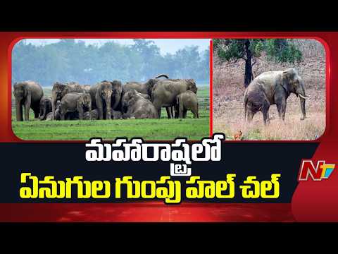 Maharashtra: మహారాష్ట్రలో ఏనుగుల గుంపు హల్ చల్ | NTV Telugu - NTVTELUGU