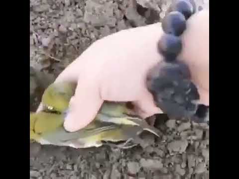 عصفور حزين على عصفور