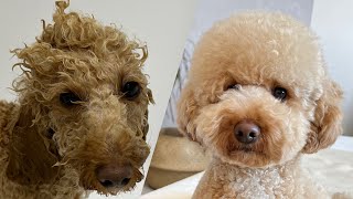 Моем и сушим Капуча дома, сколько это по времени? Карликовый пудель #poodle #dog