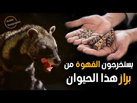 قط السيفيت او الزباد يستخرجون منه المسك و أغلي قهوة في العالم الحيوانات والحياة البرية