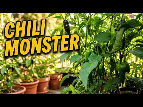Chili Monster Pflanze & große Ernte – Garten Update August