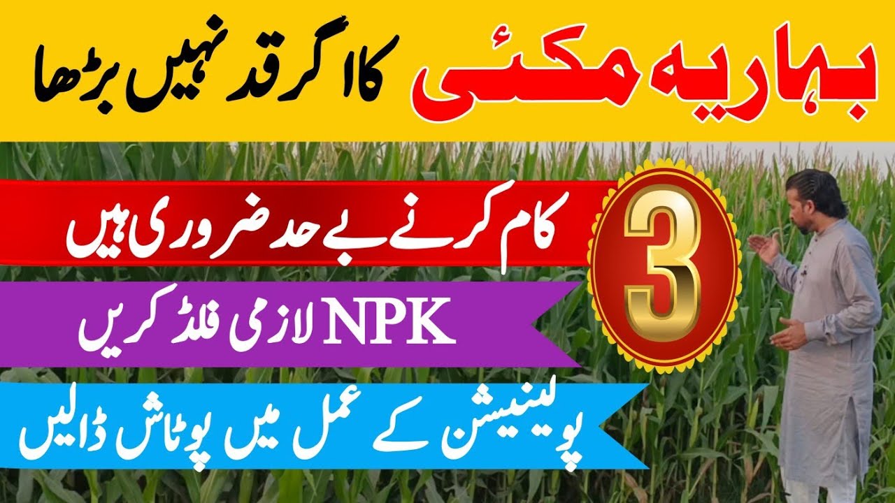 fertilizer-plan-to-get-maximum-growth-in-spring-corn-maize