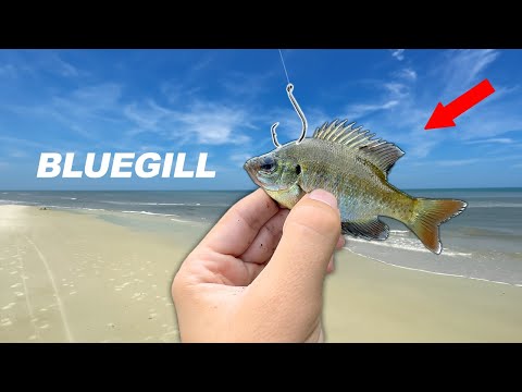 Will SALTWATER Fish