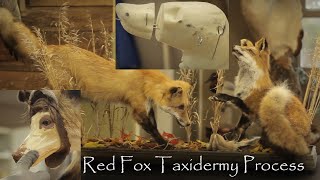 Mounting a Lifesize Fox, Red Foxes Playing Taxidermy Process, Altering a Manikin Form, Finish Work