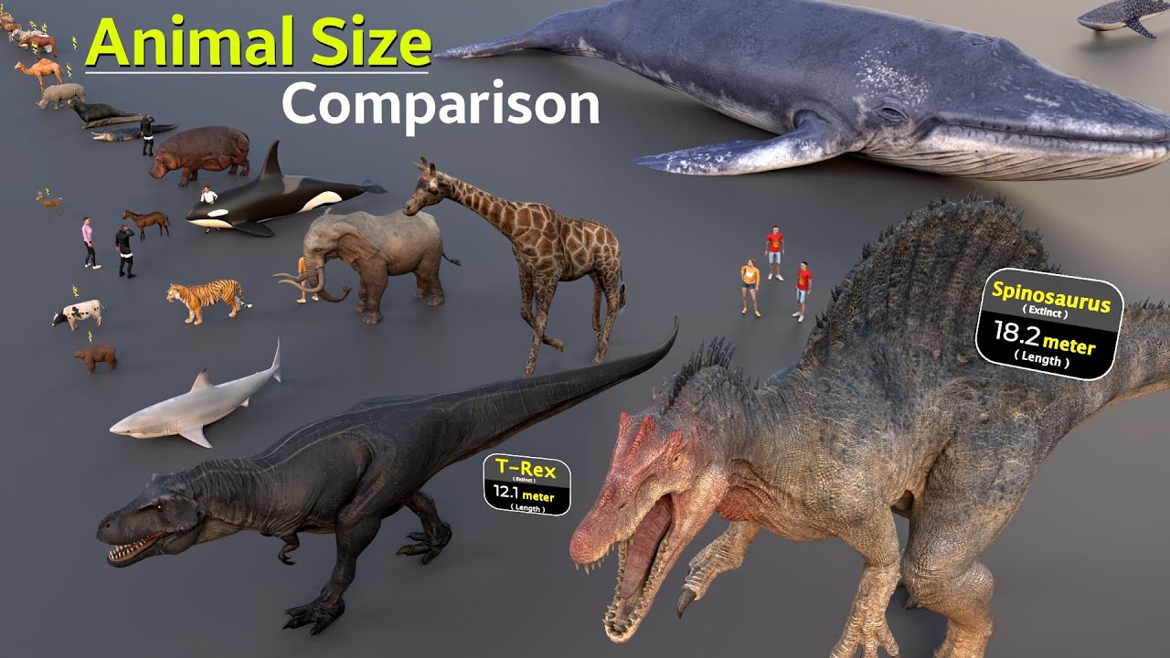 World's Different Animals Size Comparison, Insect Size