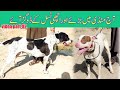 Dogs episode 155  dogs 05052024  best dogs for sale  dogs mandi  etwar mandi  dogs new