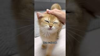 자꾸 만져달라는 아기 고양이🧡 #프리티광배  #브리티쉬숏헤어 #아깽이 #cat #cutecat #kitten #kitty #catvideos #catlovers #shorts