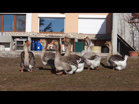 Видео: Къде летят гъските