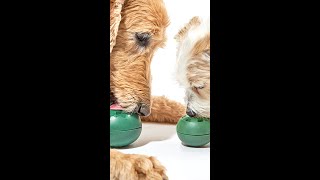 The Pupsicle - A New Breed Of Dog Toy