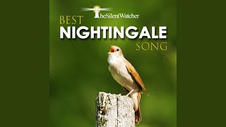 Best Nightingale Song - Pt. 2 (60 Minutes) (Nightingale Singing Near a Small River / Nature...
