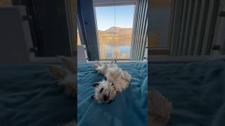 Cairn terrier wakes up to spectacular Scottish views at his dog friendly holiday accommodation