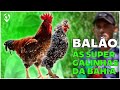 Galinha Balão da Bahia: Cores INCRÍVEIS e peso que IMPRESSIONA, até 6 kg! | E24