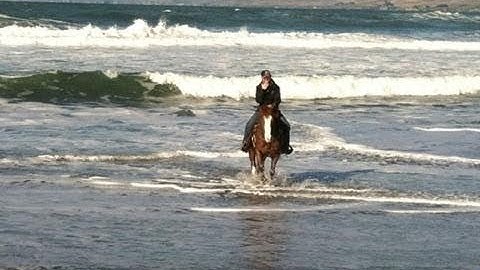 Rosies Last Ich - Ross     ***For info, price, etc., go to our website*** Valley View Ranch