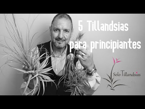 Video: Tillandsia Atmosférica: Reglas Para Cuidar Una Planta En Casa. Descripción De Especies Y Métodos De Reproducción