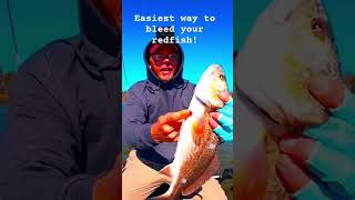 EASIEST way to bleed your fish!