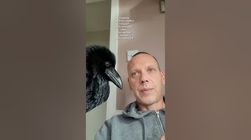 Interesting question today, do the ravens know the difference in rewilding birds.