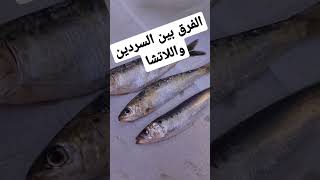 كيف تميز بين السردين🐟 واللاتشا؟؟ #morocco #الحياة_البرية #africa #photography