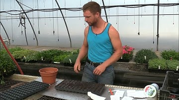How to Start Growing the Best Fall Vegetables... Cole Crop Brassicas.