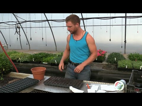 Video: Vnitřní Tipburn v Cole Vegetables – Co dělat s Cole Crops s vnitřním Tipburnem