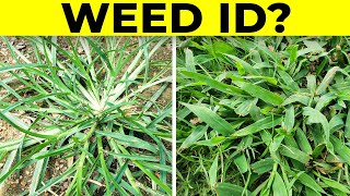 Identify Grassy Weeds in the Lawn including Dallisgrass, Crabgrass, Goosegrass,  and Bahiagrass