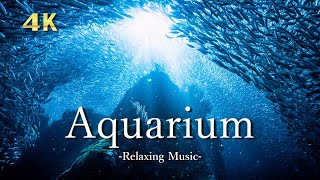 【Aquarium 4K 】 Beautiful Underwater World, Relaxation Film With Calming Piano Music 海のお魚 お家で水族館