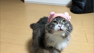 ウーパールーパーをかぶる猫 ノルウェージャンフォレストキャットBecome Axolotl.Norwegian Forest Cat.