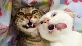 Amazing Moments Of Tik Tok Video Collection - Funny Dog & Cute Cats