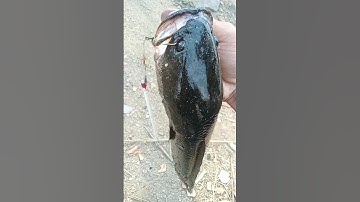 fishing hunting / snake head fish / tecnical fishing / #fish #fishing #shorts #short #viral #video