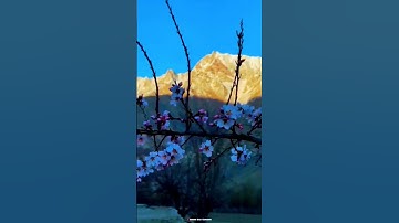 Thumbnail of Apricot blossom: The fragrance and sweetness all bred by time ❤ #gardeningideas