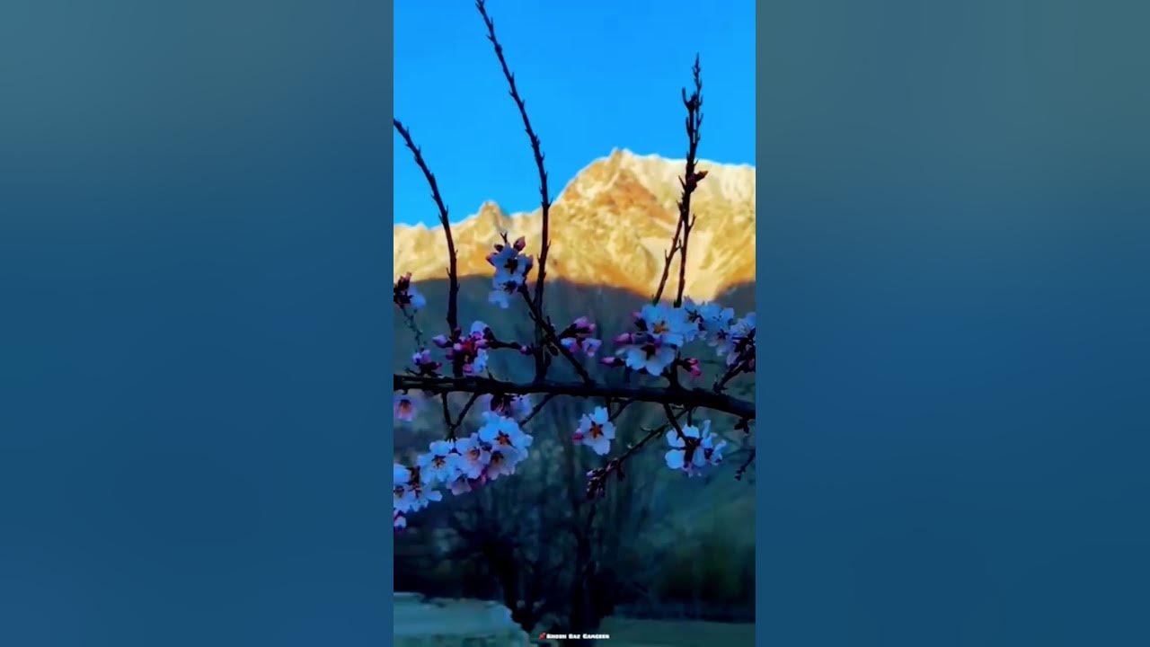Apricot blossom: The fragrance and sweetness all bred by time ❤ #gardeningideas