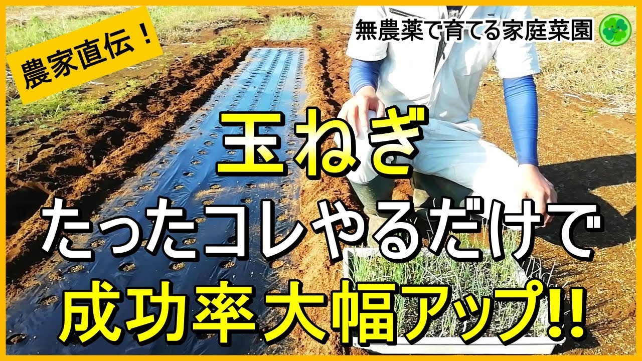 Onion cultivation] The way you plant them is important to ensure