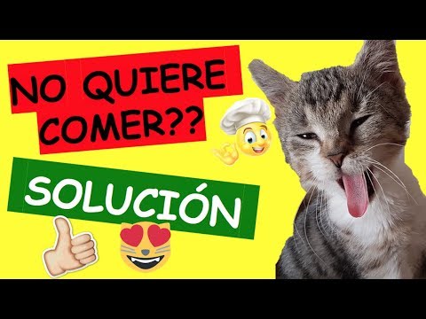 Video: Qué Hacer Cuando Su Gato Está Demasiado Enfermo Para Comer