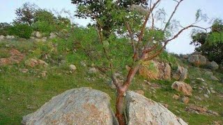 ሊቀ መዘምራን ቴድሮስ ዮሴፍ መምህር ዮሐንስ መንገሻ መዝሙር EOTC TV ሊቀ መዘምራን ቴድሮስ ዮሴፍ መምህር ዮሐንስ መንገሻ መዝሙር EOTC TV