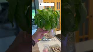 Basil Propagation to 10x Your Growth