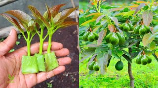 Поскольку с помощью этого метода деревья авокадо можно размножать быстрее.