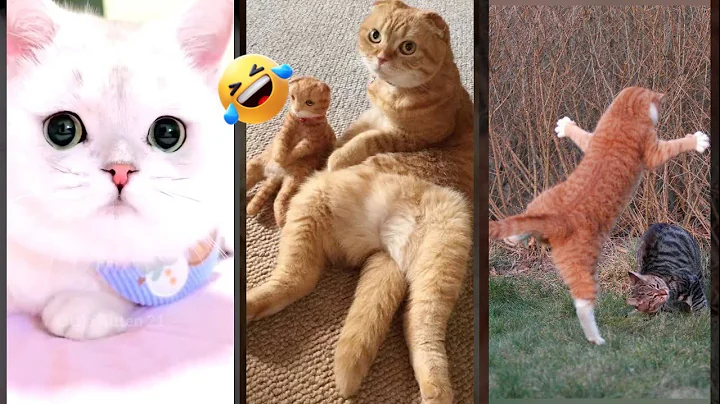 Video 11758181: dance funny cats compilation, cat jump compilation, kittens meowing cute, funny pets