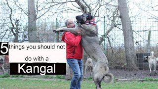 5 things you should not do with a Kangal by Animal Explorer 410 views 11 months ago 2 minutes, 49 seconds