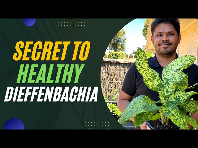 best fertilizer for dieffenbachia Plant Superfood for DIEFFENBACHIA Plants with B1 Vitamin, Glucose and Essential Minerals