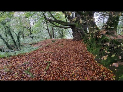 Autumn 🍁 Walks with our 3 dogs near our Bed and Breakfast - www.netherleigh.co.uk #walking #dogs