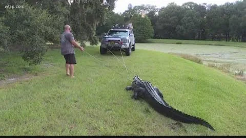 Jak na Floridě zabránit aligátorům v přístupu na zahradu?