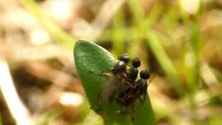 Sepsis punctum (Sepsidae)