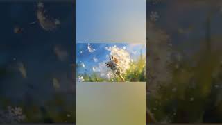 dreamy nature #Frozen fairytale's dreams 🌹