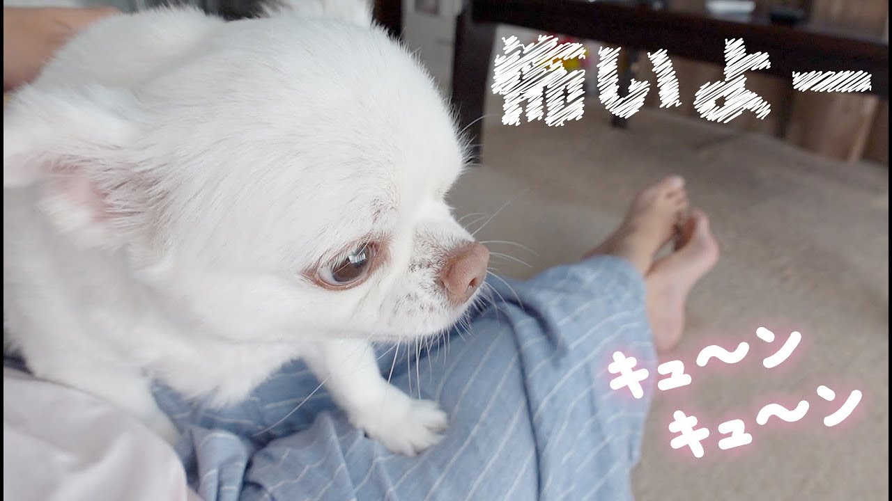 撫でるとすぐゴロンする犬を支えてみたらどうする 阻止されるチワワのコハク Youtube